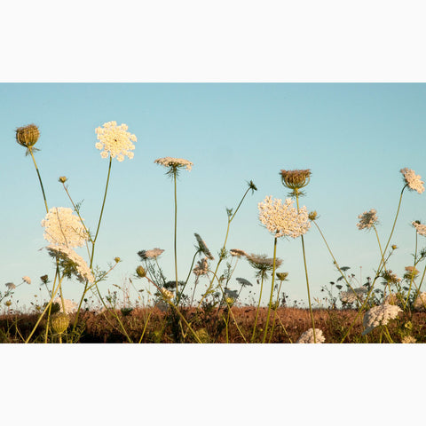 Metal Print - Queen Anne's Lace